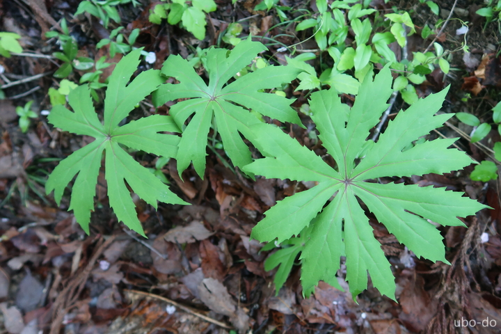 ヤブレガサ 破れ傘 遊坊堂 Blog