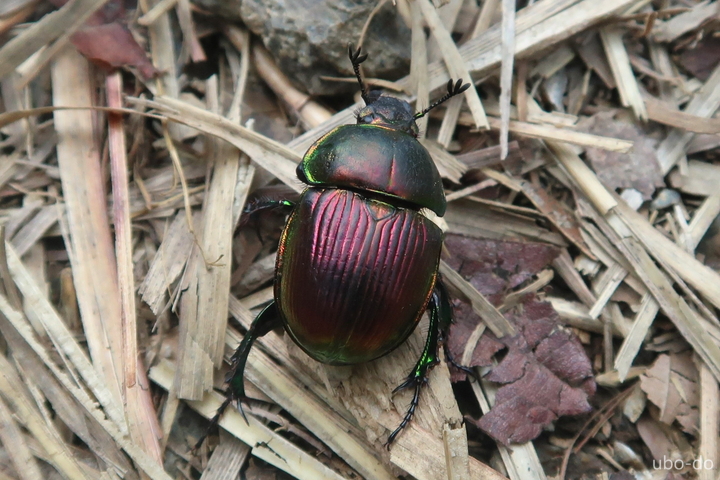オオセンチコガネ 大雪隠黄金虫 遊坊堂 Blog